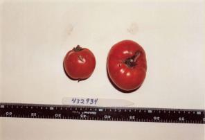 Click for 1 image(s) for this accession. FRUIT